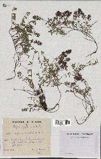 spécimen de Thymus serpyllum