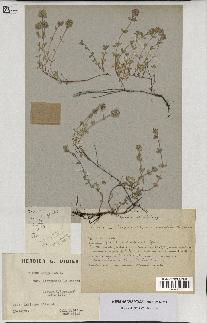 spécimen de Thymus serpyllum