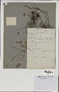 spécimen de Thymus serpyllum