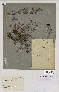 spécimen de Thymus serpyllum