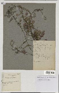 spécimen de Thymus serpyllum