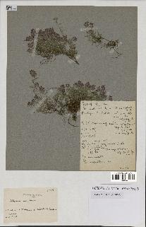 spécimen de Thymus serpyllum