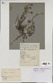 spécimen de Thymus serpyllum