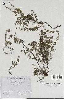 spécimen de Thymus polytrichus