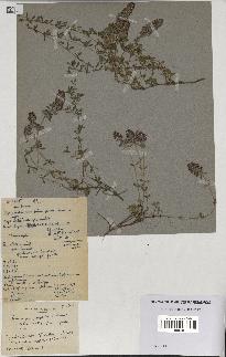 spécimen de Thymus polytrichus