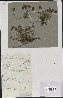 spécimen de Thymus polytrichus