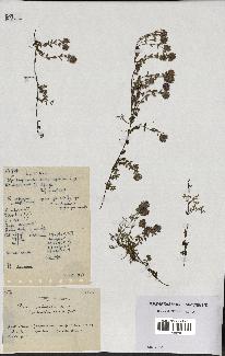 spécimen de Thymus polytrichus