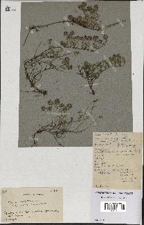 spécimen de Thymus polytrichus