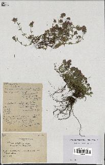 spécimen de Thymus polytrichus