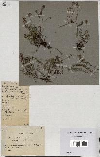 spécimen de Thymus polytrichus