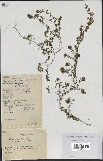 spécimen de Thymus polytrichus