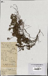 spécimen de Thymus polytrichus