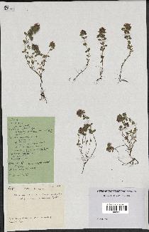 spécimen de Thymus polytrichus