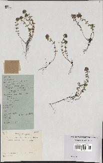 spécimen de Thymus polytrichus