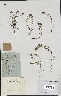 spécimen de Thymus polytrichus