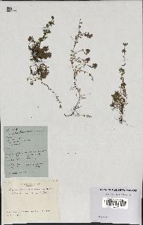 spécimen de Thymus polytrichus