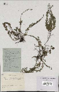 spécimen de Thymus polytrichus