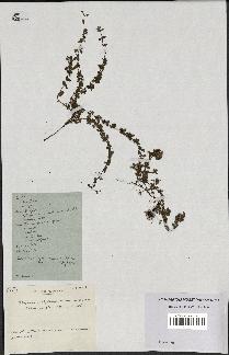 spécimen de Thymus polytrichus