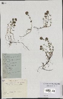 spécimen de Thymus polytrichus