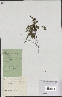 spécimen de Thymus polytrichus