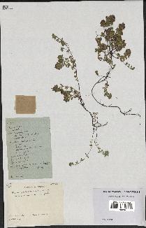 spécimen de Thymus polytrichus