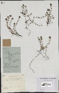 spécimen de Thymus polytrichus