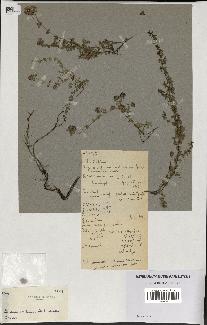 spécimen de Thymus polytrichus