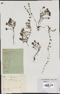 spécimen de Thymus polytrichus