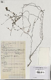 spécimen de Thymus polytrichus