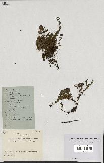 spécimen de Thymus polytrichus