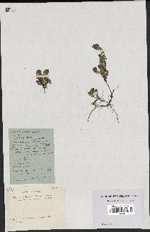 spécimen de Thymus polytrichus