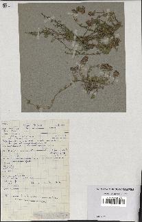 spécimen de Thymus polytrichus