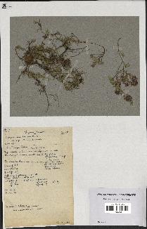 spécimen de Thymus polytrichus