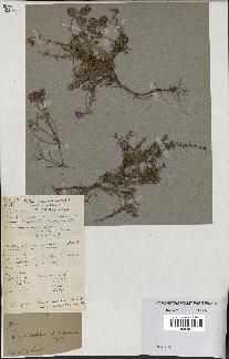 spécimen de Thymus polytrichus