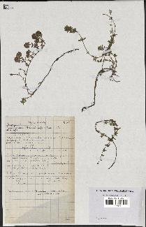 spécimen de Thymus polytrichus