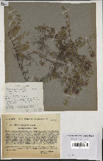 spécimen de Thymus polytrichus