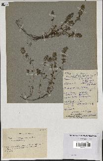 spécimen de Thymus polytrichus