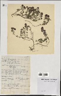 spécimen de Thymus polytrichus