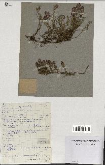 spécimen de Thymus polytrichus