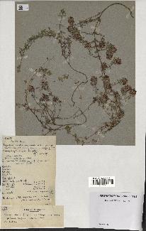 spécimen de Thymus polytrichus