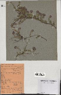 spécimen de Thymus polytrichus