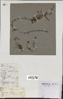 spécimen de Thymus polytrichus