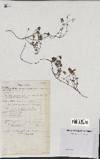 spécimen de Thymus polytrichus