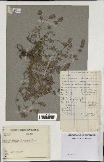 spécimen de Thymus humifusus