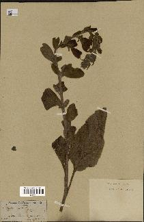 spécimen de Digitalis purpurea