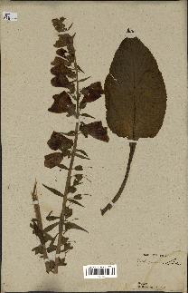 spécimen de Digitalis purpurea