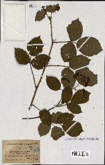 spécimen de Rubus godronii