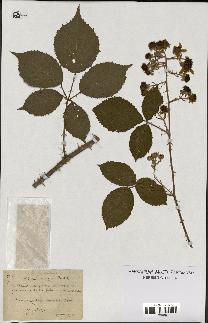spécimen de Rubus emergens
