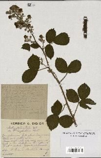 spécimen de Rubus pyramidalis