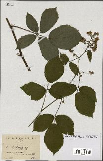 spécimen de Rubus pallidus